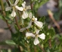 Unknown White Flower 9151